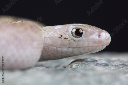 A portrait of a Bullsnake against a black background
