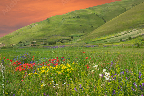View of a field with wild flowers at sunset in the Umbria apennines, Italy