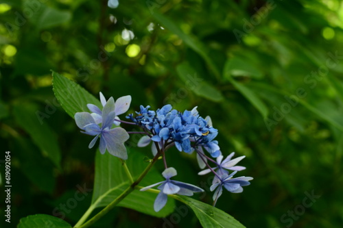初夏の紫陽花
