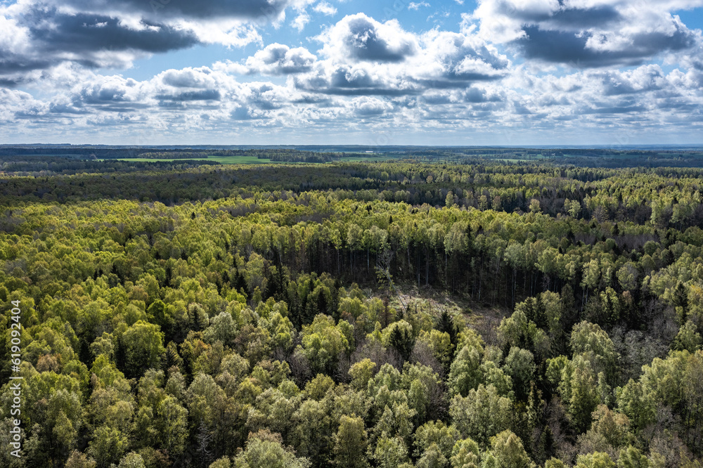 Obraz premium landscape with trees and clouds