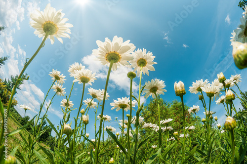 Beautiful white daisy field