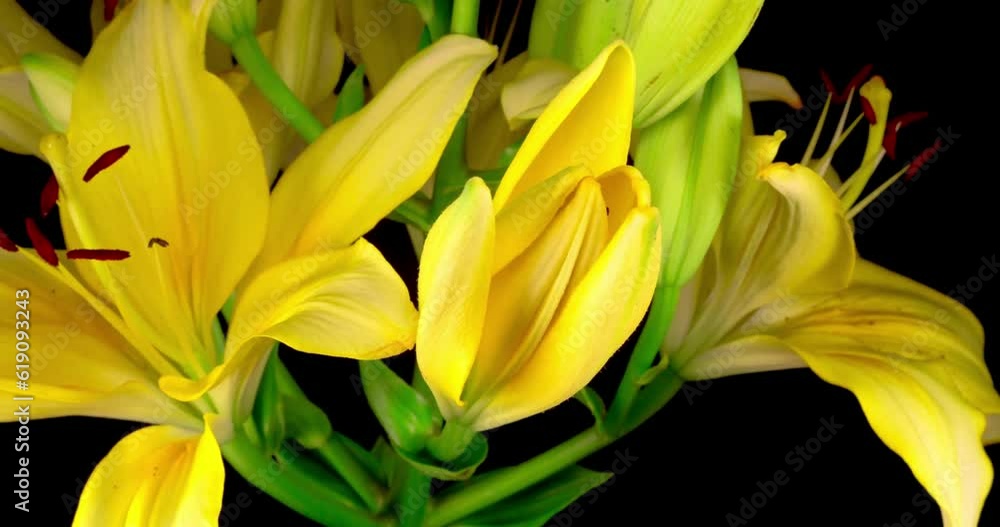 flower buds that bloom in slow motion nature green garden flowers blossom beautiful vivid yellow tulips in black background flower buds that bloom in slow motion nature green garden flowers blossom beautiful vivid yellow tulips in black background