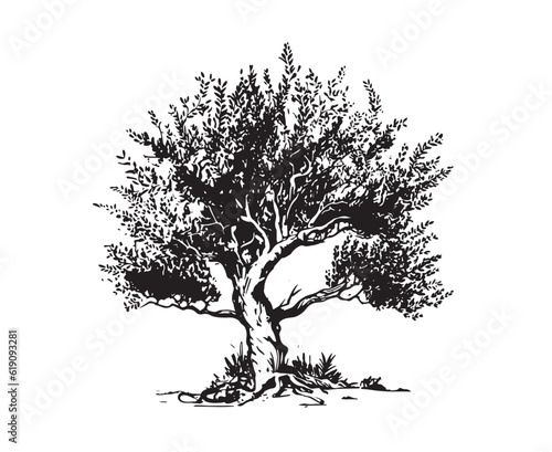 Olive tree hand drawn illustrations, sketch. Vector.	

