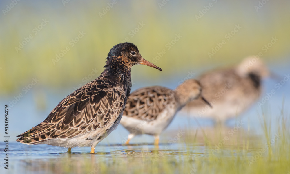  The ruff - pair at wetland on a mating season in spring