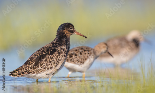  The ruff - pair at wetland on a mating season in spring