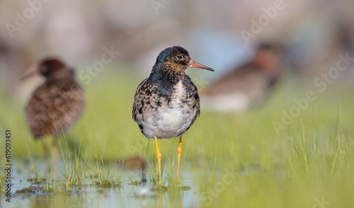 Ruff - male bird at a wetland on the mating season in spring