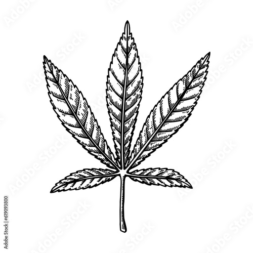 Cannabis leaf sketch. Marijuana botanical drawing. Hand drawn vector illustration