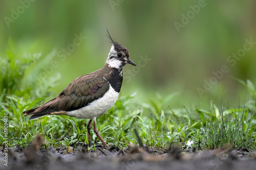 Northern lapwing bird close up ( Vanellus vanellus )