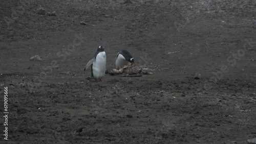 A couple of gentoo penguins on barrientos island antarctica photo