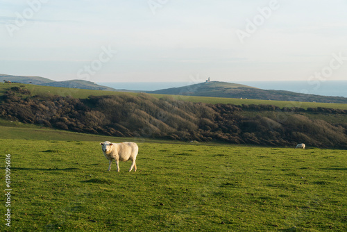 Sheep in the mountains in the UK