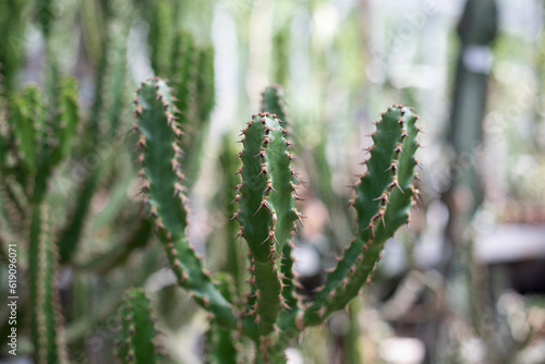 Different types of beautiful cactuses in tropical botanical garden