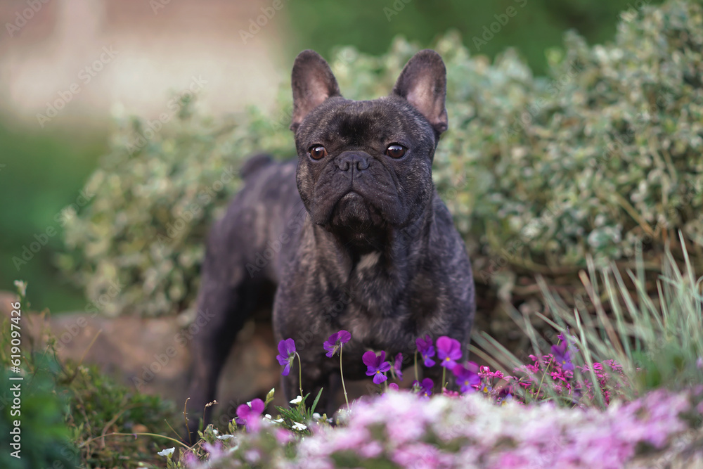 Obedient brindle French Bulldog posing outdoors standing in a flowerbed with different blooming flowers in summer