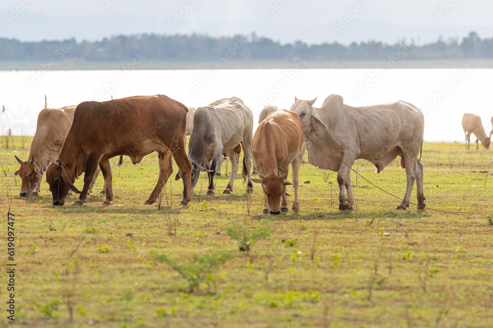 Herd of cows in the meadow in Khon Kaen, Thailand Herd of cows in the meadow in Khon Kaen, Thailand
