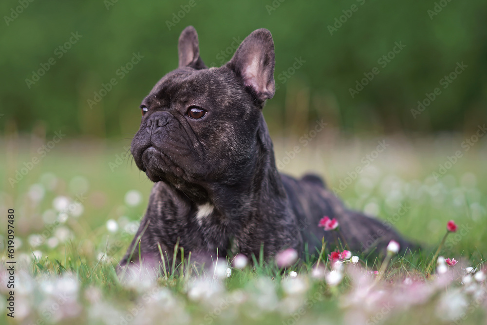 Serious brindle French Bulldog posing outdoors lying down on a green grass with blooming flowers in summer