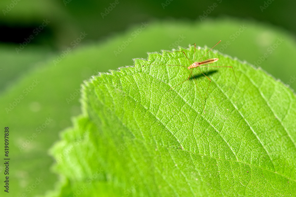 Insect class mosquitoes that inhabit wild plants Insect class mosquitoes that inhabit wild plants