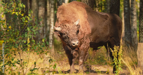 European Bison Or Bison Bonasus, Also Known As Wisent Or European Wood Bison In Autumn Forest 4K photo