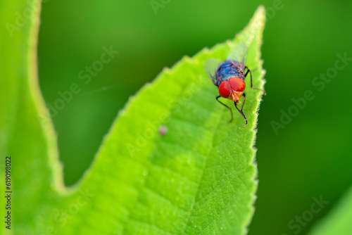 Red headed flies inhabiting wild plants