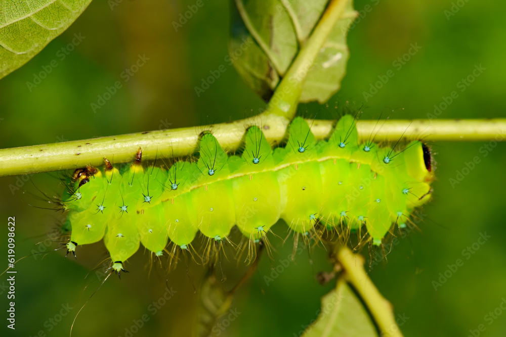 Naklejka premium Larvae of the yellow thorn moth, an insect that inhabits wild plants