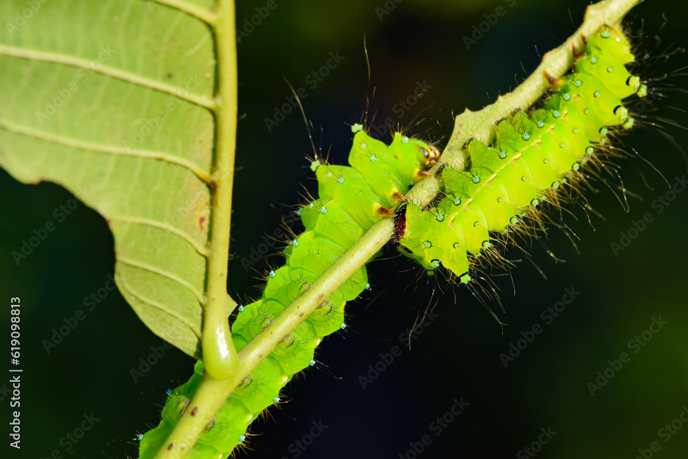 Fototapeta premium Larvae of the yellow thorn moth, an insect that inhabits wild plants