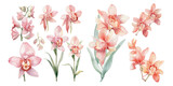 watercolor pink cymbidium orchid clipart for graphic resources
