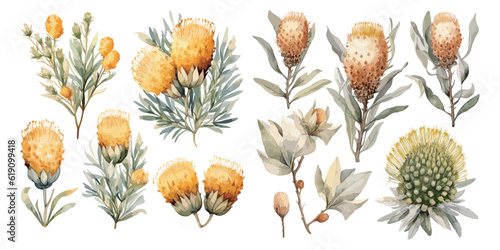 watercolor banksia clipart for graphic resources photo