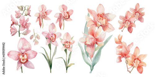 watercolor pink cymbidium orchid clipart for graphic resources photo