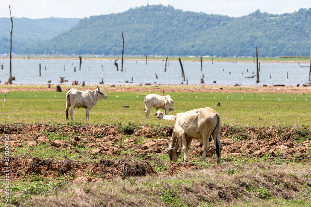 Obraz premium Cows in the field at Phetchaburi province, Thailand.