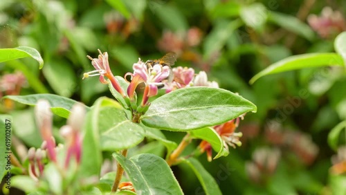 close up of a Western honey bee (Apil mellfera) feeding on goldflame honeysuckle flower (Lonicera × heckrottii) in summer bloom photo