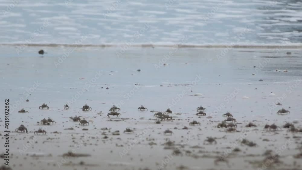 Small crabs picking food with its claws to feed itself on sandy beach. Small crabs picking food with its claws to feed itself on sandy beach.