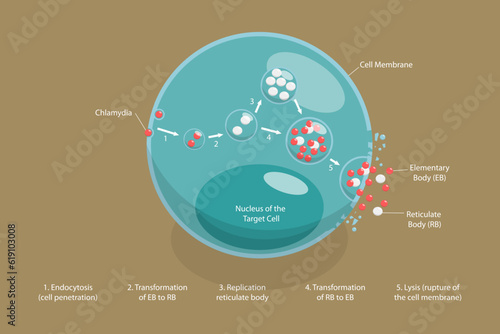 3D Isometric Flat Vector Conceptual Illustration of Chlamydia Life Cycle, Sexually Transmitted Disease