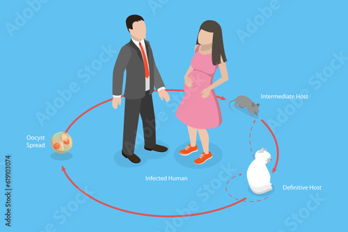 3D Isometric Flat Vector Conceptual Illustration of Lifecycle of Toxoplasma Gondii, Toxoplasmosis Disease