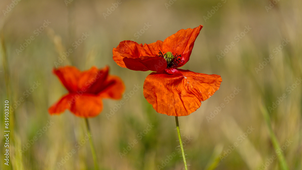 Wildflowers in the meadow - Field poppy, close shot, shallow depth of field Wildflowers in the meadow - Field poppy, close shot, shallow depth of field