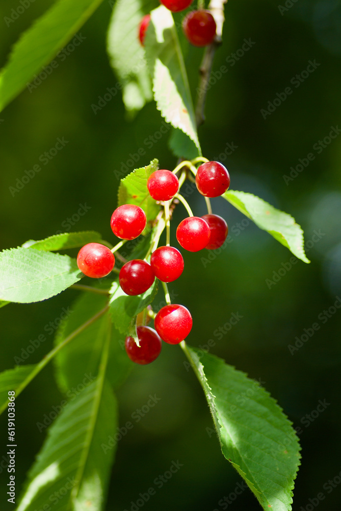 Branch of cherry tree with ripe red berries and green leaves in summer. Branch of cherry tree with ripe red berries and green leaves in summer.