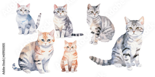 watercolor American Shorthair Cat clipart for graphic resources