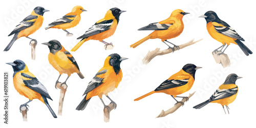watercolor Baltimore Oriole Bird clipart for graphic resources photo