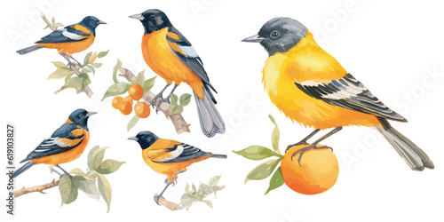 watercolor Baltimore Oriole Bird clipart for graphic resources