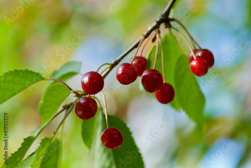 Branch of cherry tree with ripe red berries and green leaves in summer.