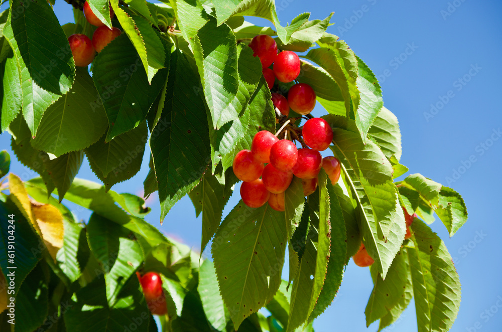 Fruit tree branch with cherries and green leaves against blue sky in France in summer. Fruit tree branch with cherries and green leaves against blue sky in France in summer.