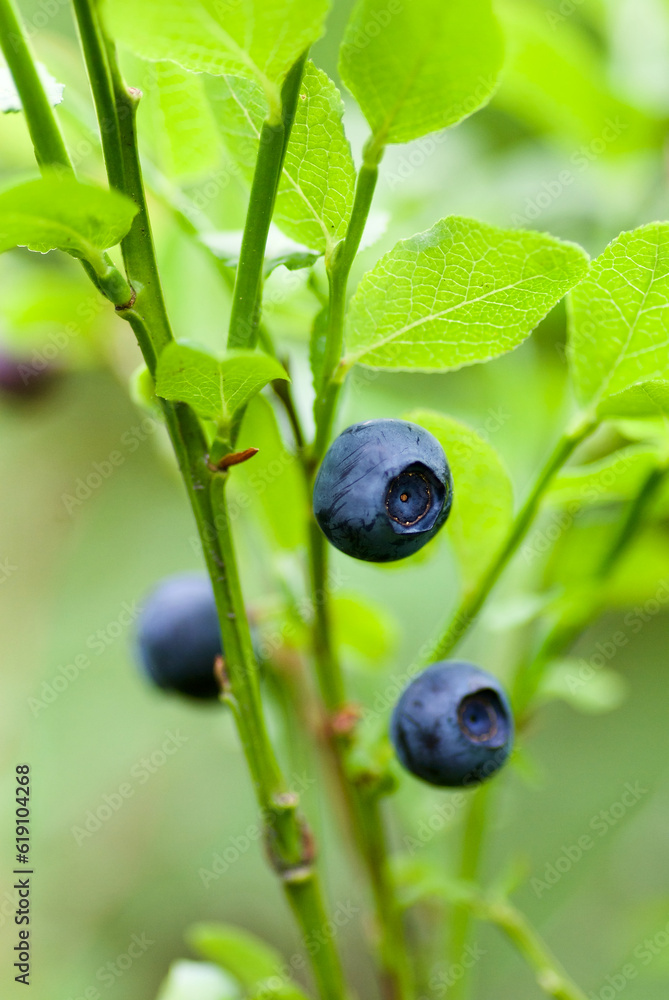 Sprig with fresh ripe european blueberries in forest in summer. Sprig with fresh ripe european blueberries in forest in summer.