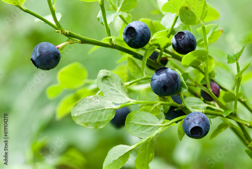 Sprig with fresh ripe european blueberries in forest in summer.