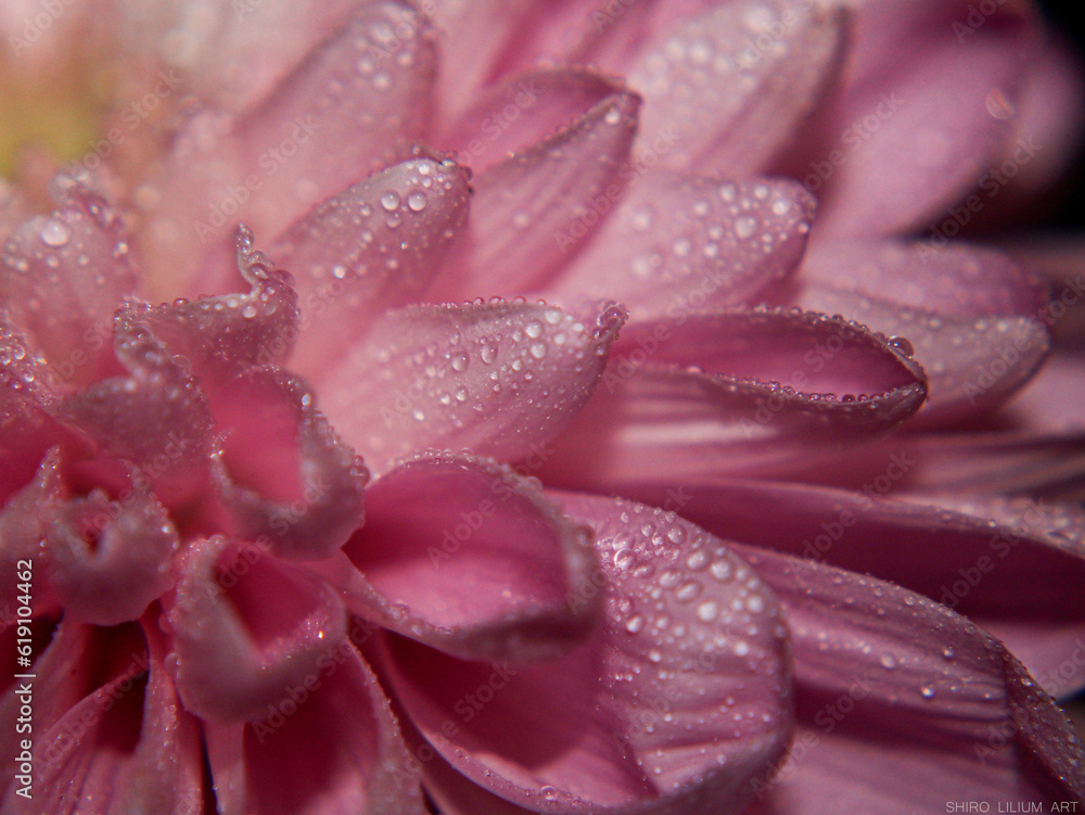 Close up Flower with Waterdrops Close up Flower with Waterdrops