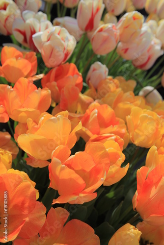 Orange Tulips