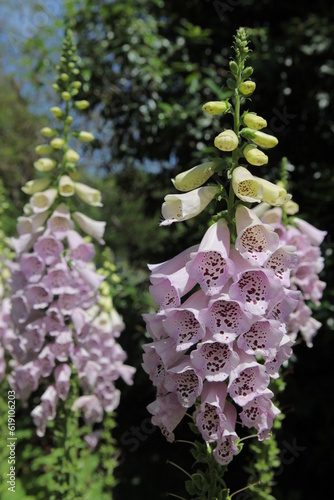 Foxglove in Bloom