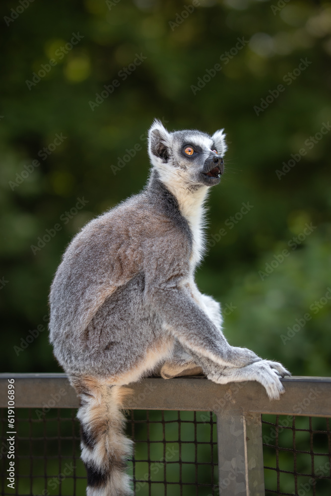 Obraz premium Portrait of Lemur Catta with Open Mouth in Zoo. Vertical Ring-Tailed Lemur Sitting on Fence in Zoological Park.