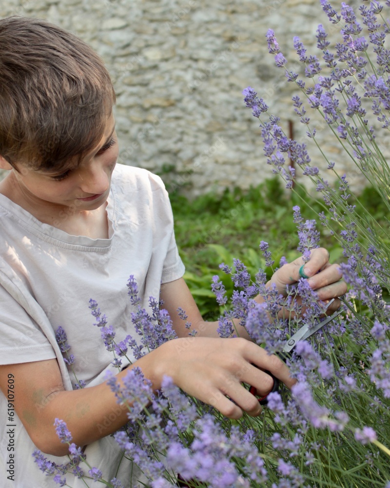 Fototapeta premium child with lavender, cute twelve-year-old boy in purple lavender flowers in sunlight feeling happy, having fun and showing positive and funny emotions