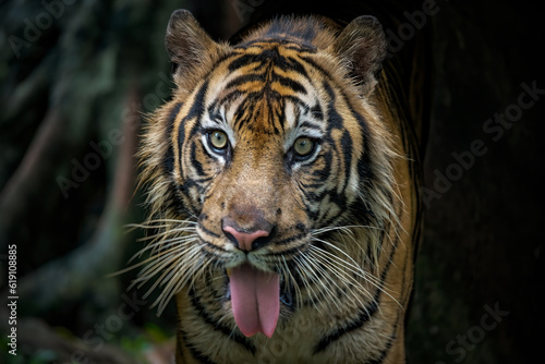 Fototapeta Naklejka Na Ścianę i Meble -  portrait of a tiger