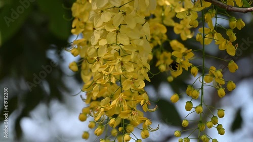 Flower of Cassia fistula, also known as golden shower, purging cassia, or pudding pipe tree, is a flowering plant in the family Fabaceae.