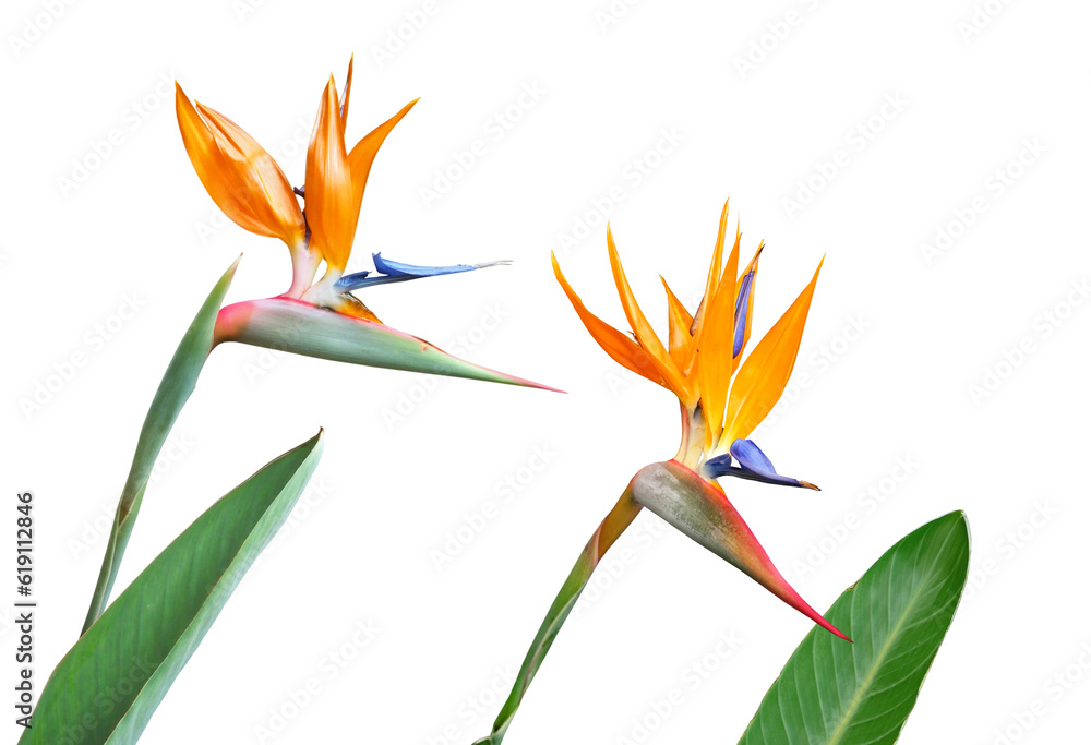 Obraz premium ゴクラクチョウカ