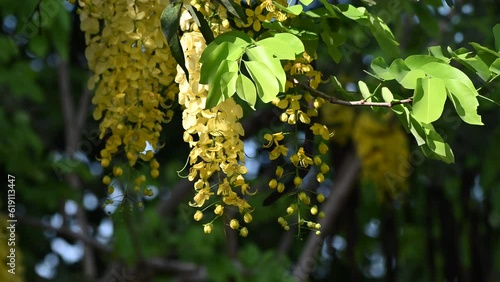 Flower of Cassia fistula, also known as golden shower, purging cassia, or pudding pipe tree, is a flowering plant in the family Fabaceae.