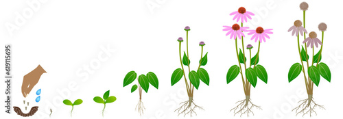 Cycle of growth of echinacea purpurea plant isolated on a white background.